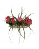 Tillandsia ve Kalanşo Seti